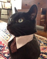 офисный котэ