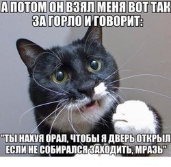 котик.jpg